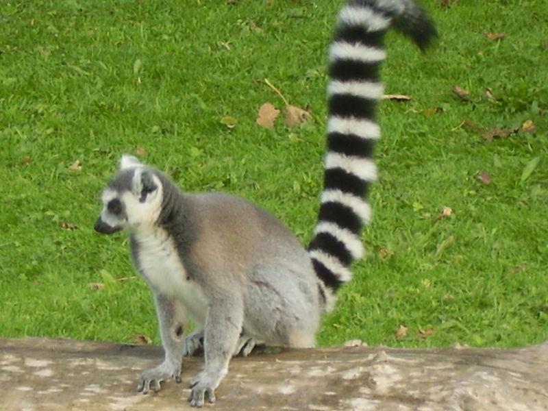 ring_tailed_lemur.jpg